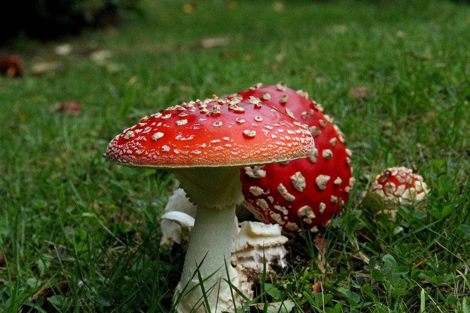 cogumelos venenosos como se estivessem usando chapéu vermelho