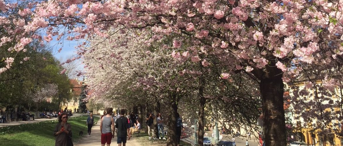 Pessoas caminhando em baixo de árvores floridas da primavera em Praga