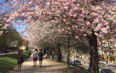 Pessoas caminhando em baixo de árvores floridas da primavera em Praga