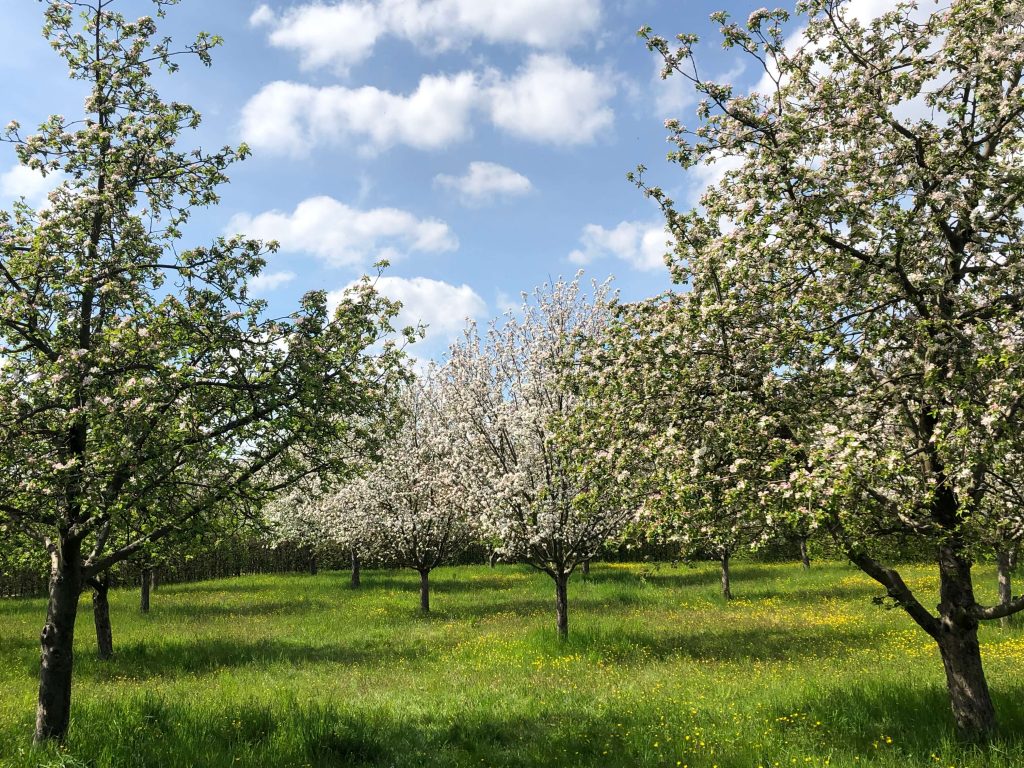Árvores cerejeiras com flores desabrochando durante a primavera em Praga em 2021